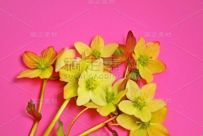 孤立在粉红色背景上的嚏根草花(圣诞玫瑰)