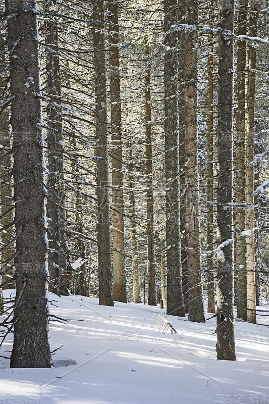 白雪下美丽的松林