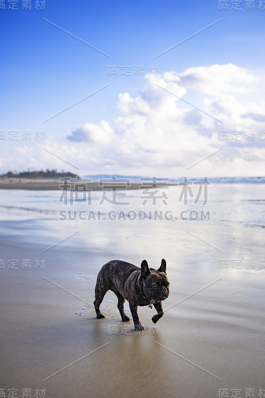 湿沙上的法国斗牛犬