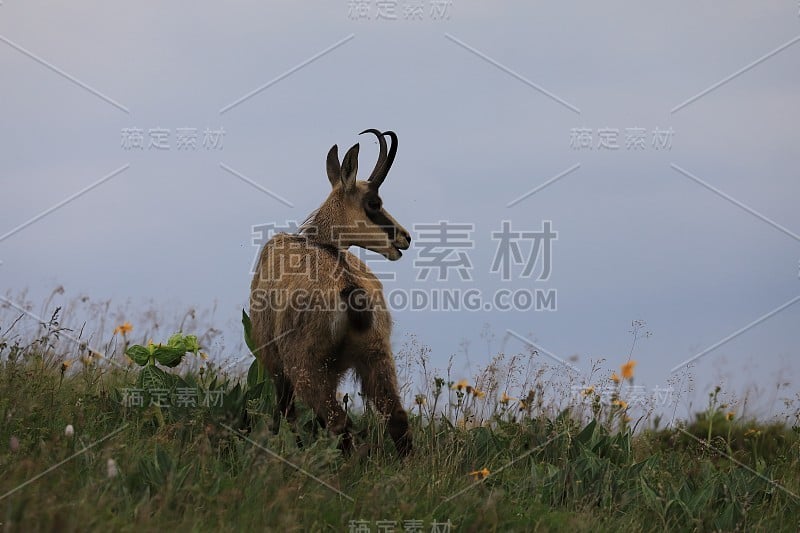 查莫瓦（鲁皮卡普拉鲁皮卡普拉）沃斯盖斯山，法国格姆森沃格森