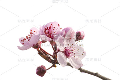 樱花枝24