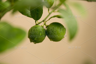 石灰
