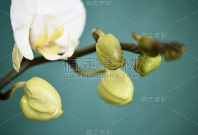 白色的兰花