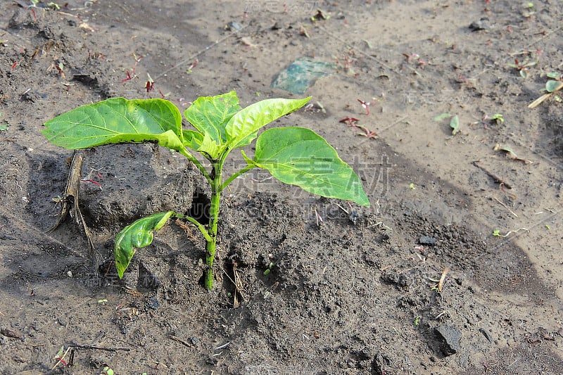 花园里的辣椒。着陆