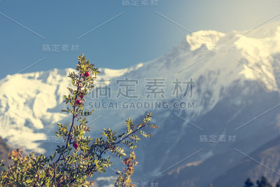 野蔷薇，狗蔷薇，野蔷薇。