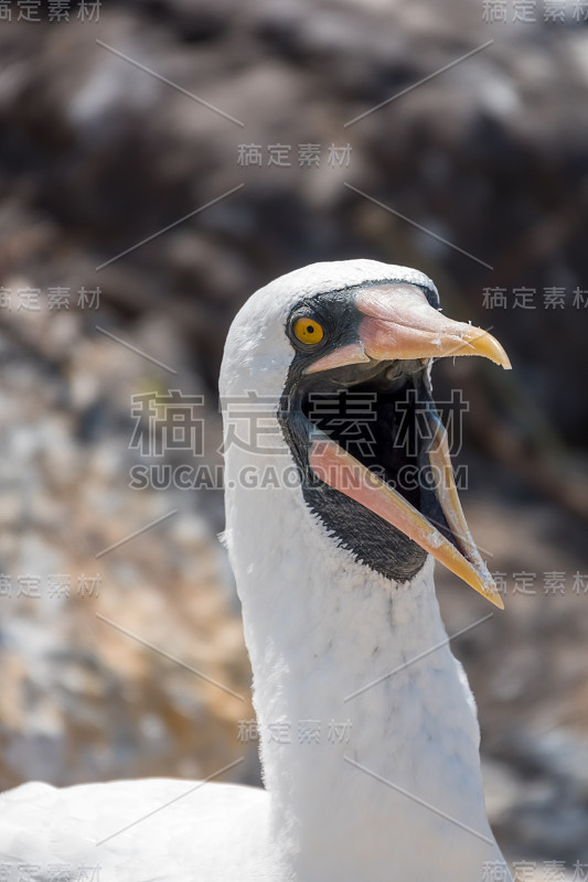 一个纳斯卡鲣鸟的特写镜头在Espanola岛，加拉帕戈斯群岛，厄瓜多尔