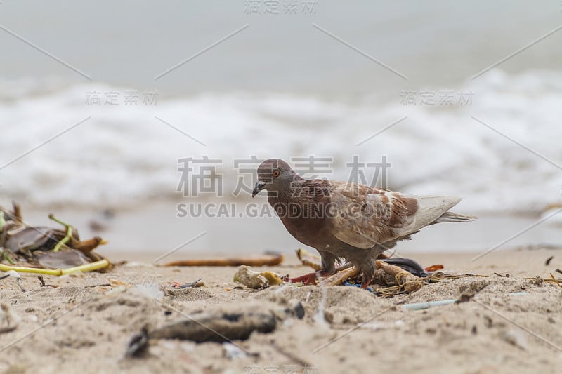 鸽子在沙滩(鸠鸽科)