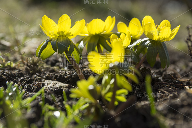 蛇尾草，早春开花，冬附子背光