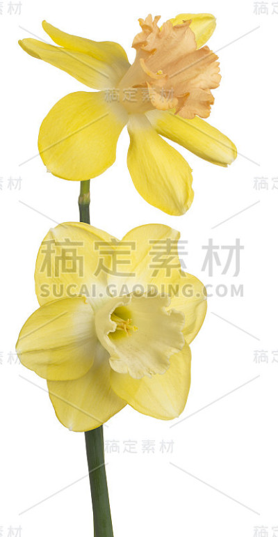 花的白色
