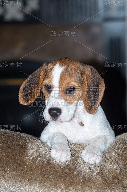 小猎犬小狗