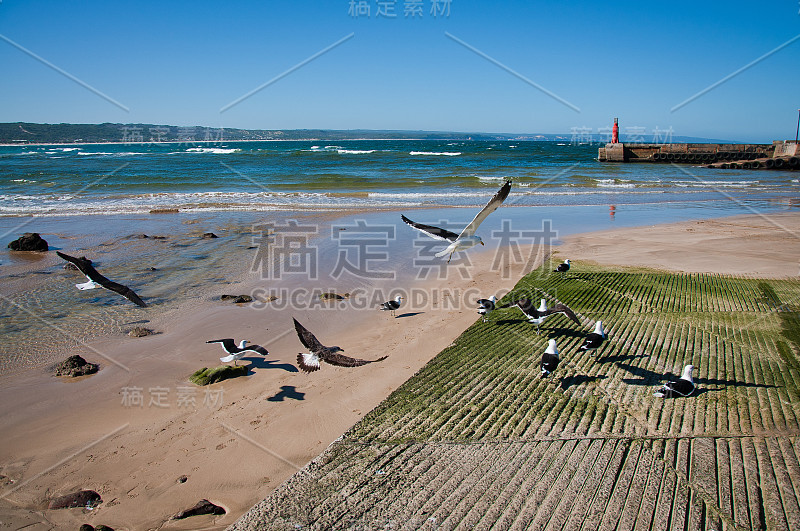 海港滑道上的海鸥