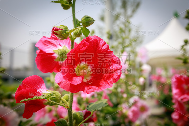 芙蓉在田野里