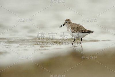Dunlin (Calidris alpina)