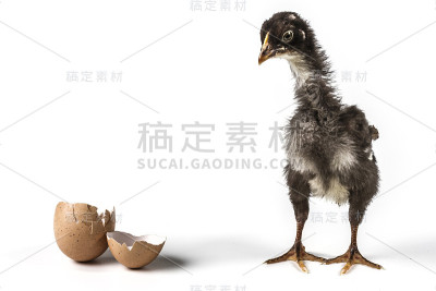 破碎的鸡蛋