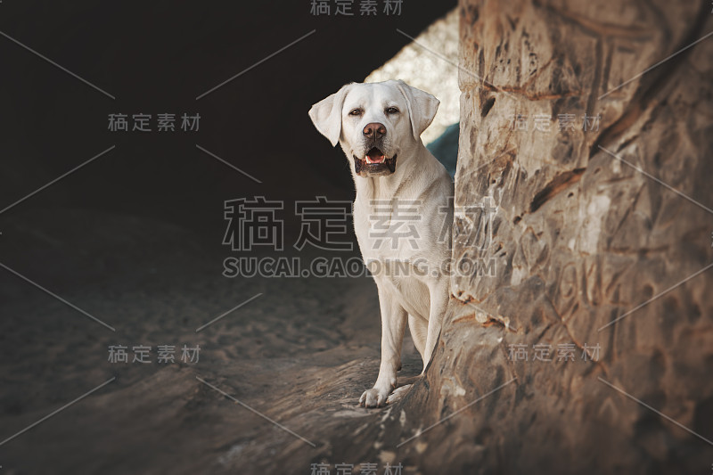 年轻美丽的拉布拉多猎犬小狗宠物在森林里一个阳光明媚的徒步旅行暂停坐在一个山洞里