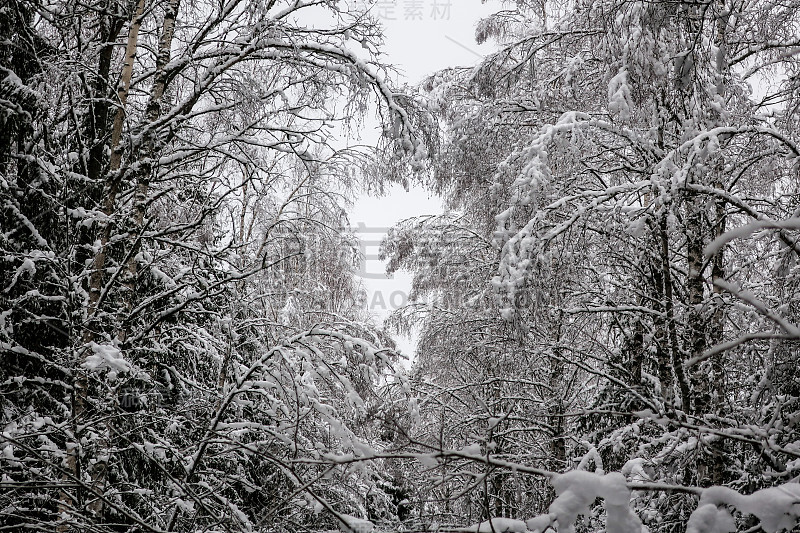 树枝上的大雪