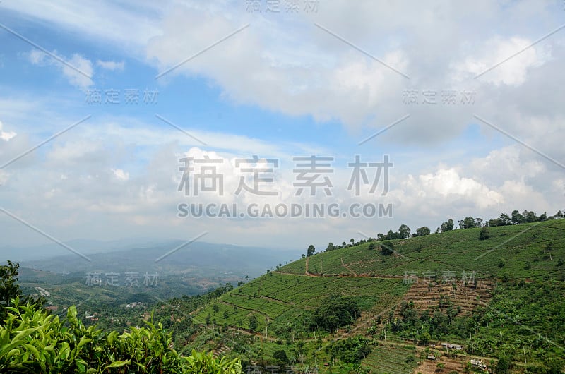 茶园