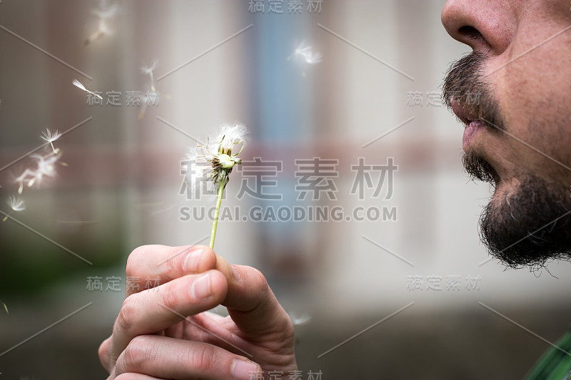 人吹蒲公英