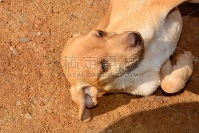 小狗