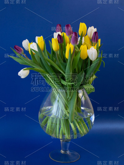 蓝色背景上的郁金香花瓶