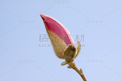 玉兰花