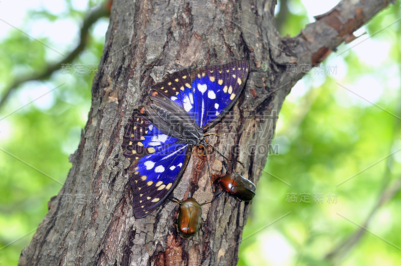 Sasakia charonda