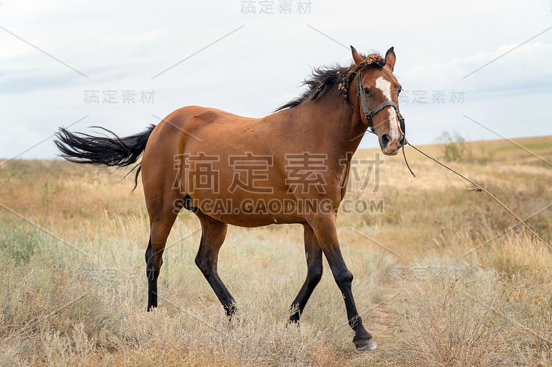 红骏马在镜头前的草地上摆姿势