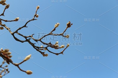 木兰在秋天开花