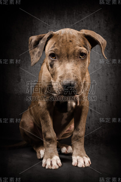 肖像的比特犬小狗坐在黑色的背景