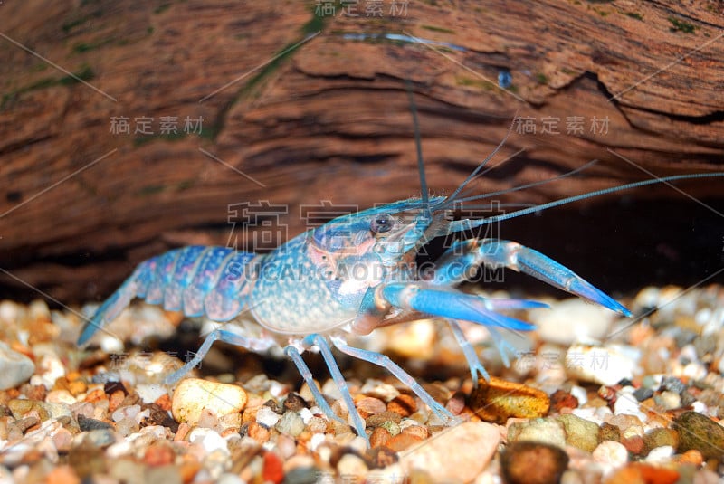 色彩斑斓的澳大利亚蓝色小龙虾-四角螯虾在水族馆