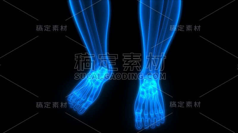 人体骨骼系统足骨关节解剖学