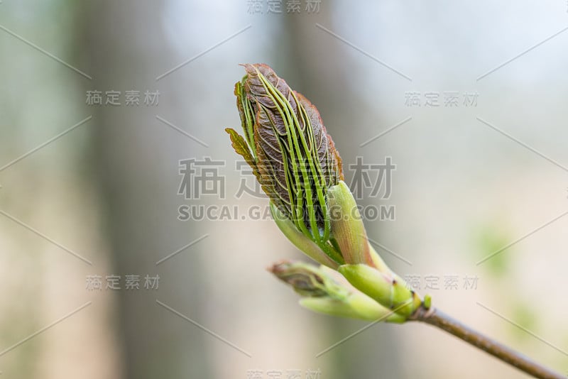 德国，春天树木发芽的芽