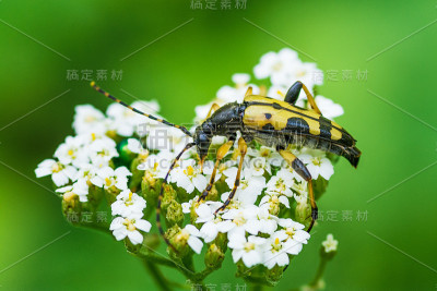 天牛科，属阔叶树类昆虫