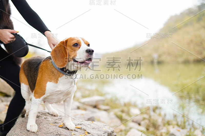 小猎犬站在池塘边的石头上