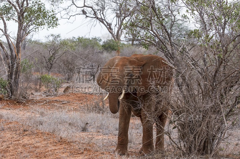 非洲大象- Tsavo East，肯尼亚