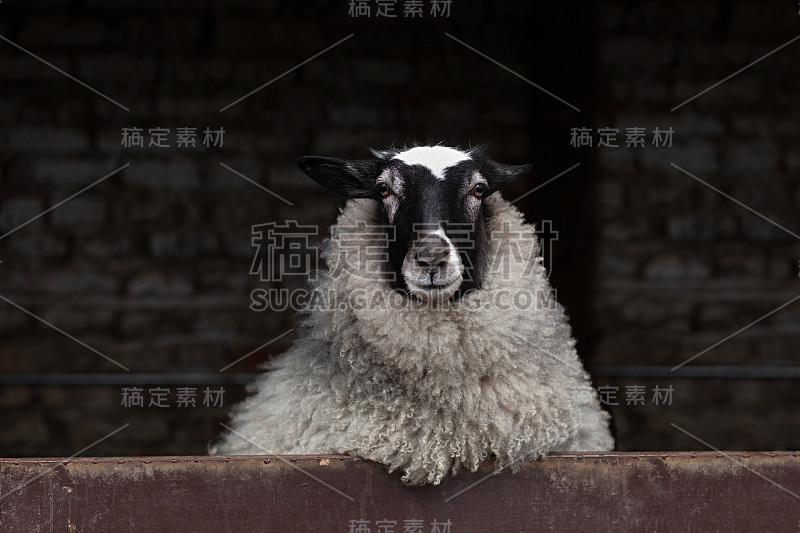 好奇的绵羊，黑白两色的头和豪华的羊毛从谷仓看