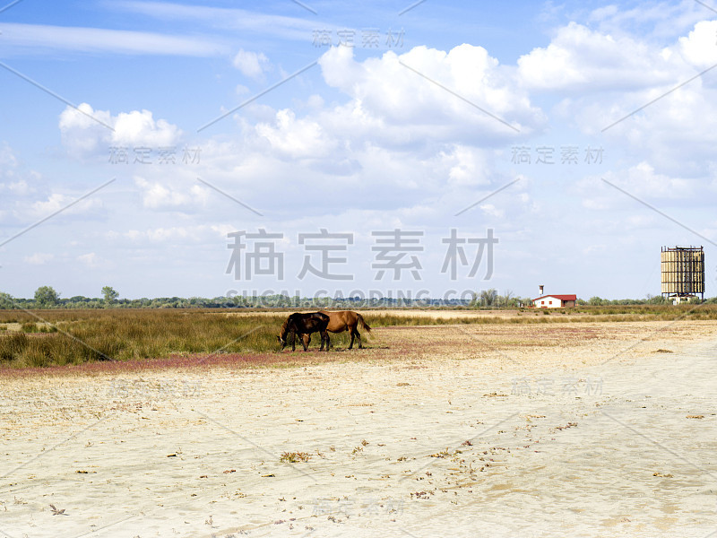 多瑙河三角洲勒特亚的马匹