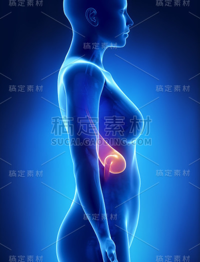 女性胃解剖x线左图