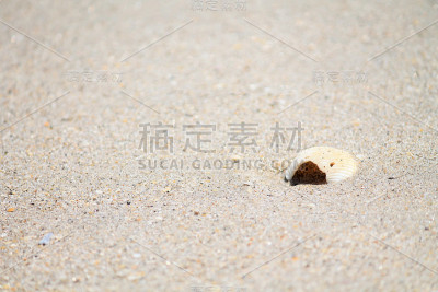 海贝壳
