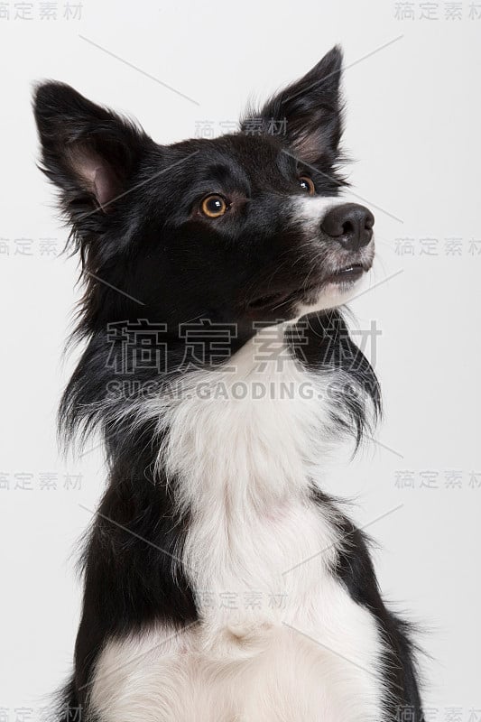 边境牧羊犬