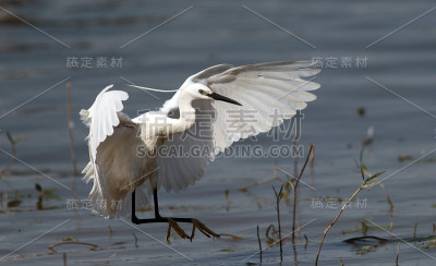 小白鹭飞