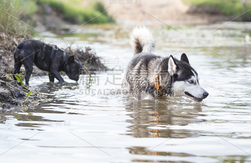 西伯利亚哈士奇和法国牛头犬在河里玩耍。