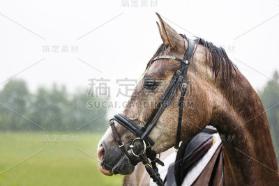 雨中的马