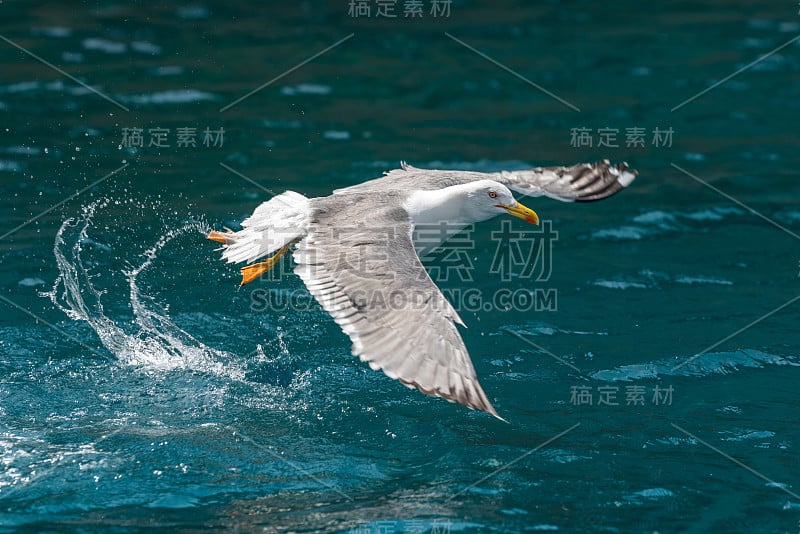 海鸥捉鱼