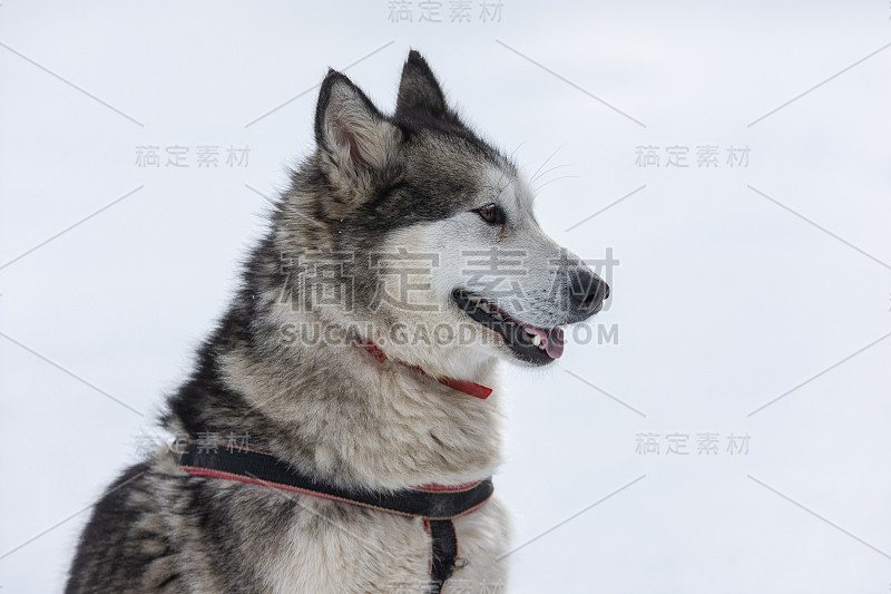 美丽的西伯利亚爱斯基摩雪橇参加狗拉雪橇比赛的肖像