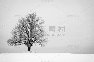 孤独的树