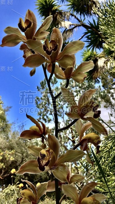 生动的兰花 / 青花
