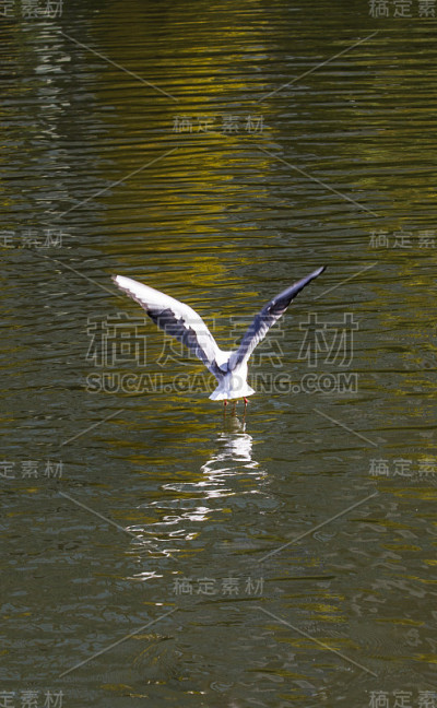 白色的鸟