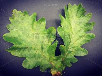 橡树叶子