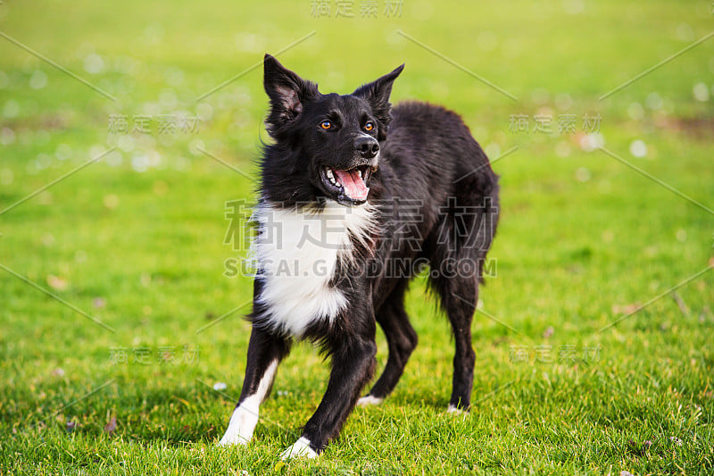 狗服从训练。好奇的边境牧羊犬注视着前方，享受着阳光明媚的一天，和主人一起玩游戏。